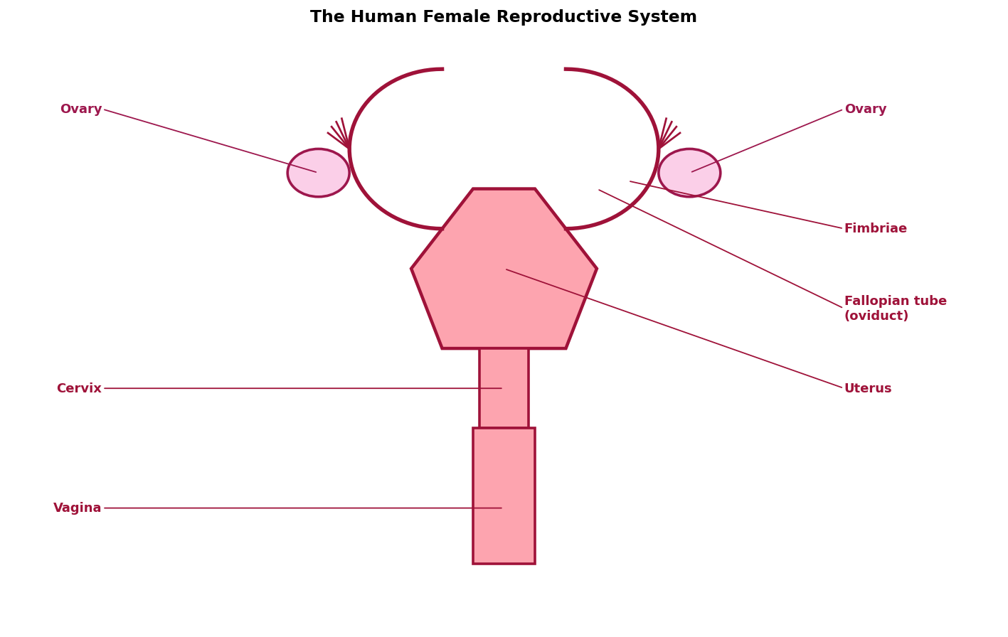Human Reproduction figure