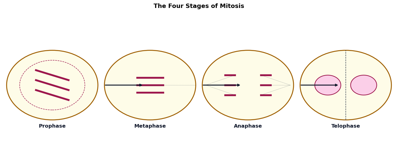 Cell Cycle and Cell Division figure