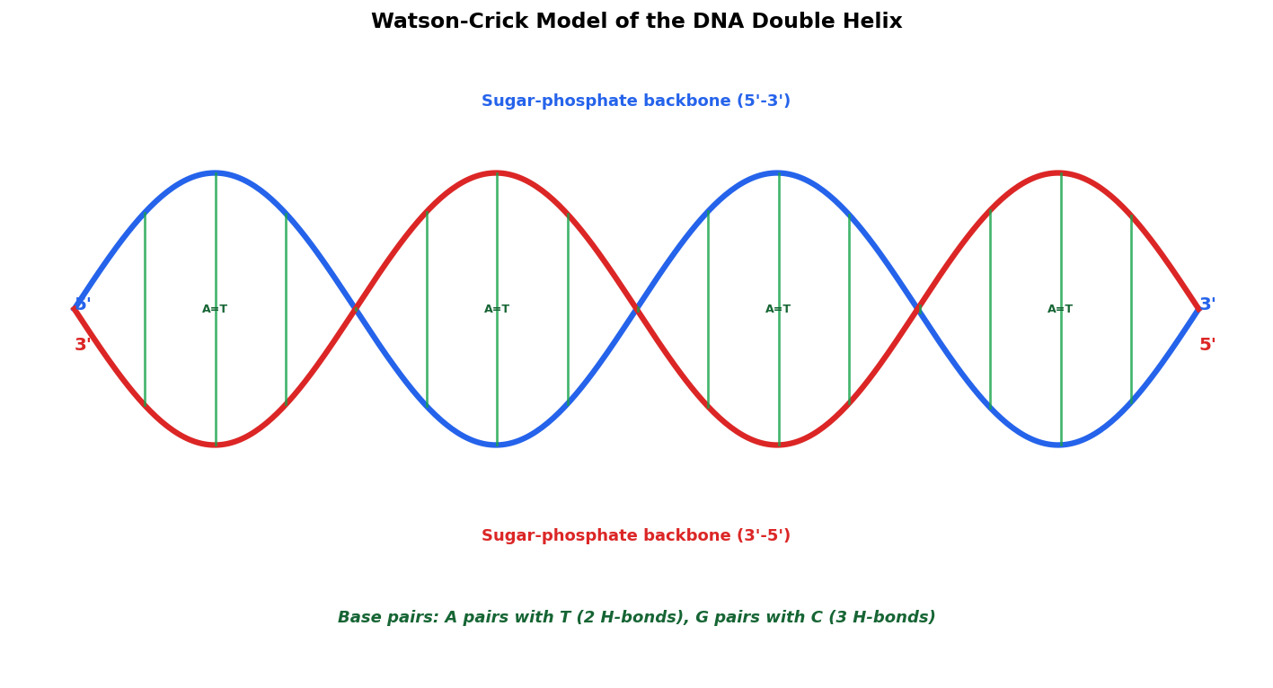 Molecular Basis of Inheritance figure
