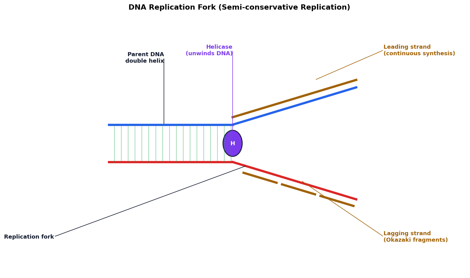 Molecular Basis of Inheritance figure