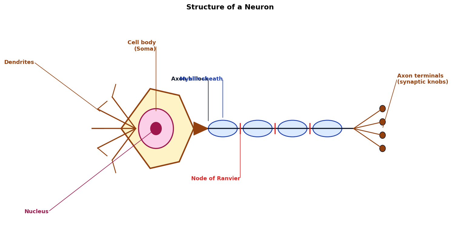Neural Control and Coordination figure